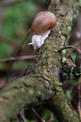 Big snail with brown shell crawling on a branch.