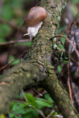 Big snail with brown shell crawling on a branch.