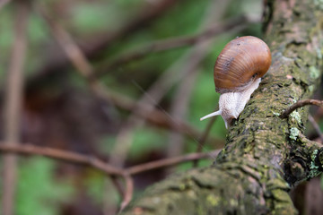 Big snail with brown shell crawling on a branch.