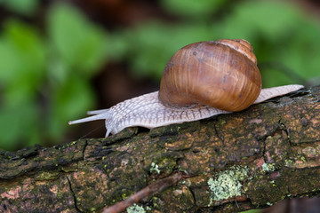 Big snail with brown shell crawling on a branch.