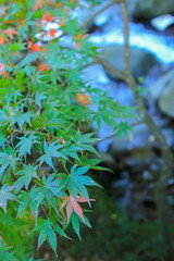 青紅葉と河川