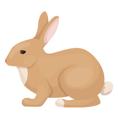 Cute, funny, small pet, mammal of the hare family. F