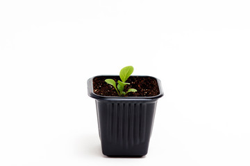 Young green sprout of petunia grows in a pot for seedlings isolated on white background. Close-up.