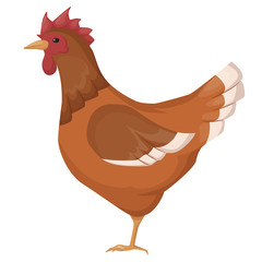 Cute, funny, pet, bird chicken, with colored feathers, hatching and bringing eggs.