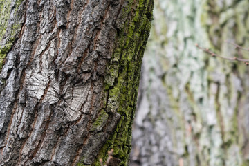 Trunk shape on cut branch.