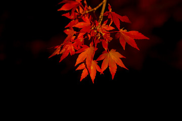 静岡県伊豆の虹の郷修善寺のもみじライトアップ