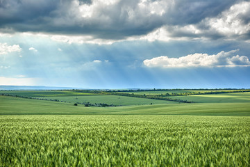 spring landscape - agricultural field with young ears of wheat, green plants and beautiful sky