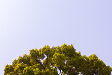 Obraz premium 緑の木と青い空