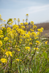 河川敷の菜の花