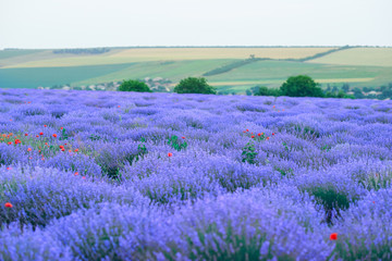 young woman stands back in the lavender flower field, beautiful summer landscape