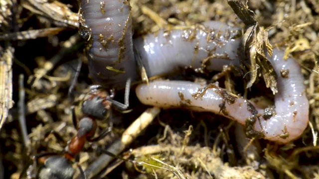 les fourmis attaquent le ver de terre
