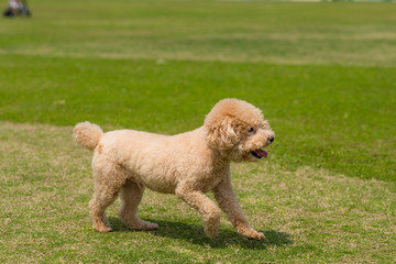 Dog poodle run in the park