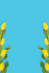 Yellow tulips on a blue background.