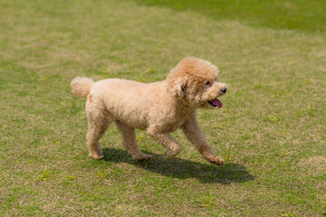 Dog poodle run in the park