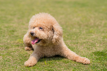 Dog Poodle lying down on the green lawn