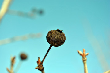 Pear tree branch with small black dry fruit close up detail, winter in garden, bright blue sky background
