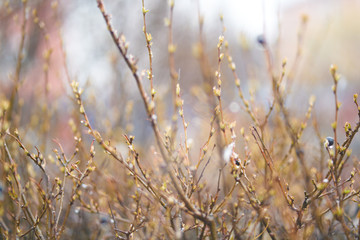 Spring bush twigs with buds and berries in the rain, abstract background blurred out of focus. early spring