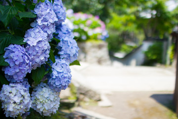 奈良県矢田寺の紫陽花