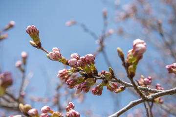 つぼみの桜