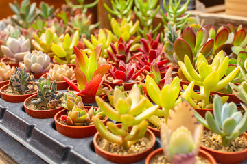 多肉植物いろいろ