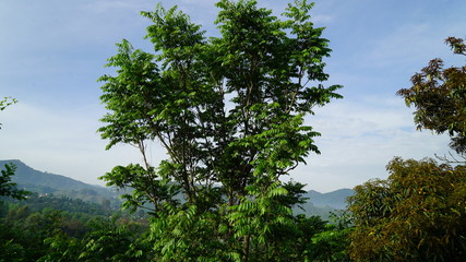 trees and blue sky