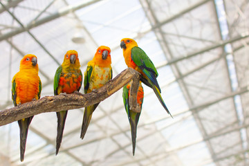 複数のコガネメキシコインコ