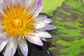 池に浮かぶ蓮の花
