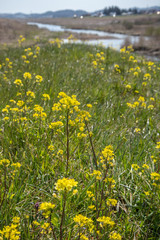 河川敷の菜の花