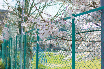 小学校のグラウンドと桜とフェンス