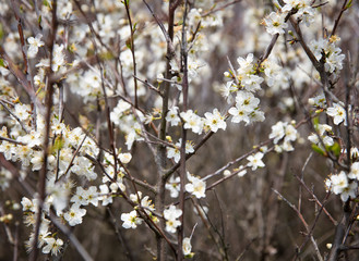 flowers in spring