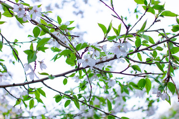 奈良県の吉野桜と葉桜 Wall Mural Air Air Wallpaper Murals 綾花 木下