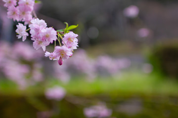 奈良県吉野山の桜