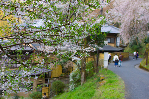 奈良県の吉野桜と葉桜 Wall Mural Air Air Wallpaper Murals 綾花 木下