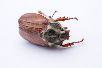 may and june  bug on the white surface