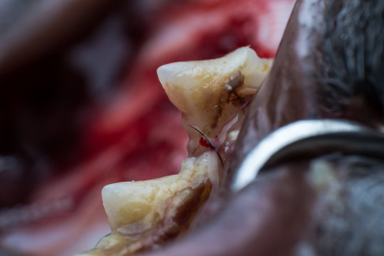 cat tooth with infection and gingival retraction macro view