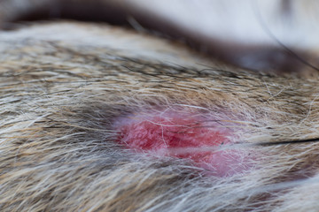 small wound on the skin of a cat