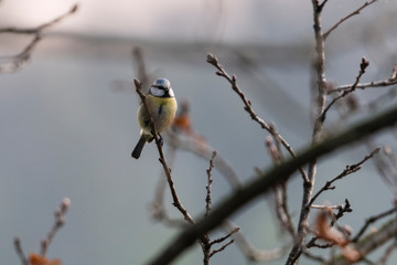 Blue tit on a branch without leaves.