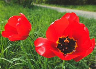 Obraz premium Mohnblume