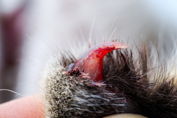 broken nail of a cat