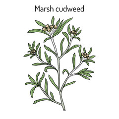 Marsh cudweed Gnaphalium uliginosum , medicinal plant