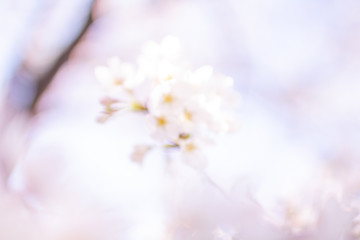 Fototapeta premium ふんわりぼかした桜のアップ