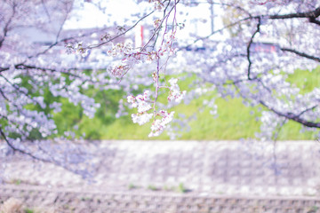 Fototapeta premium 奈良県奈良市佐保川の桜