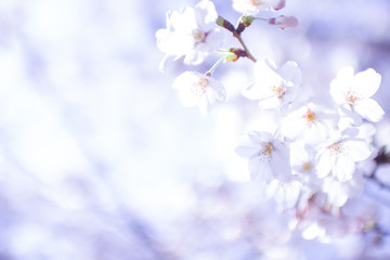 ふんわりぼかした桜のアップ