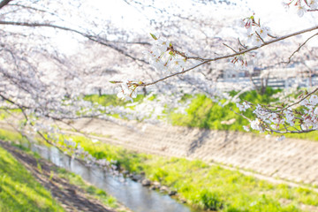 Fototapeta premium 奈良県奈良市佐保川の桜