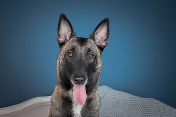 Malinois in studio