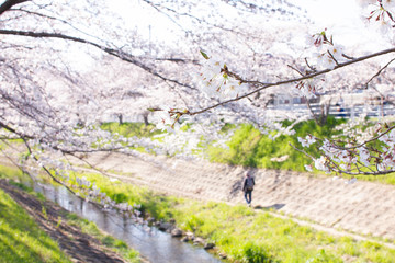 奈良県奈良市佐保川の桜