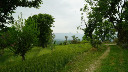 Wheat Field in Mountains 