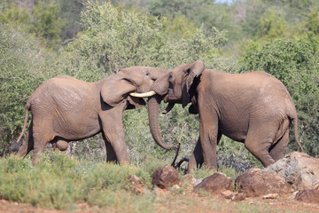 Fototapeta premium Afrikanischer Elefant / African elephant / Loxodonta africana.
