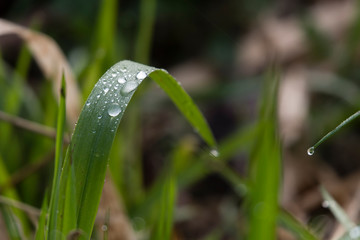 Dew drops on the grass in the morning time.