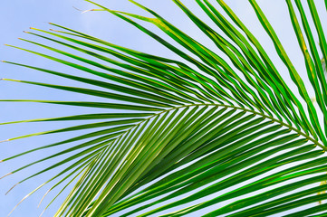 Obraz na płótnie Canvas Palm trees against the blue sky, Background .